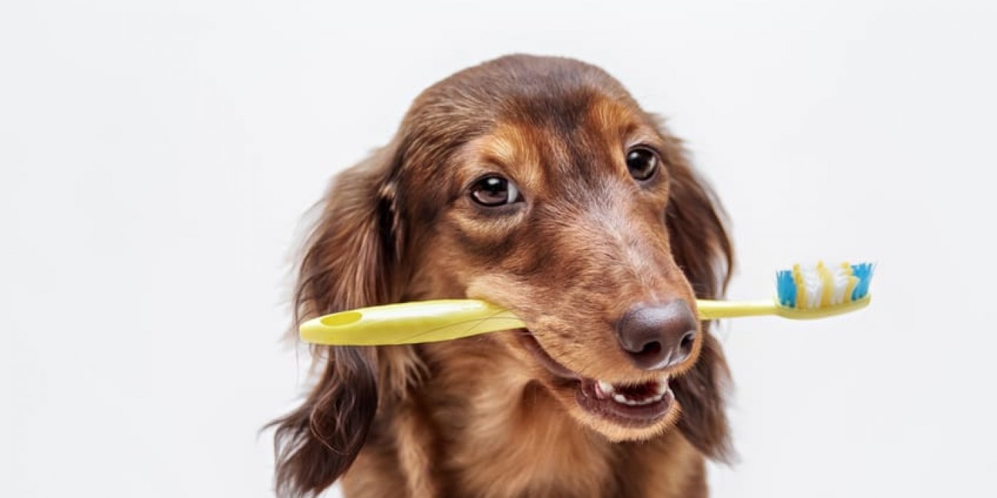 Alles Wat Je Moet Weten Over Vaccinaties Bij De Hond - Artikel - Dierenarts Nachtegaele